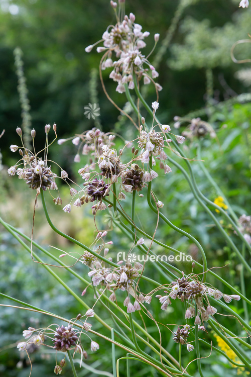Allium vineale - Crow garlic (112004)