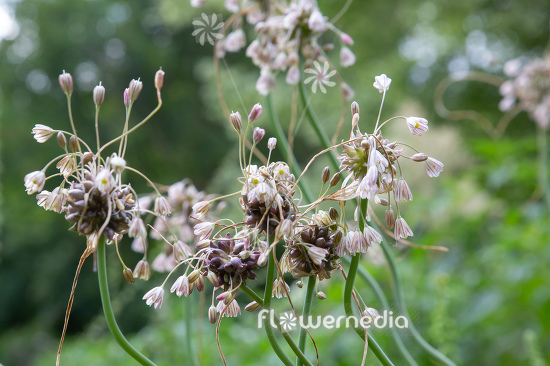 Allium vineale - Crow garlic (112005)