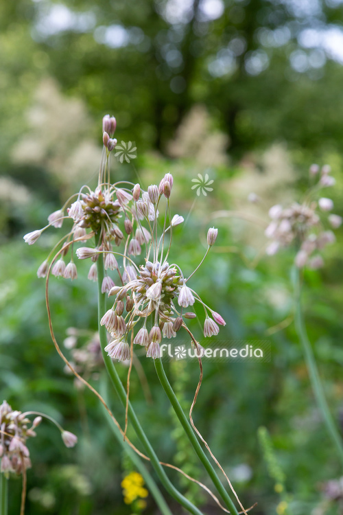 Allium vineale - Crow garlic (112006)