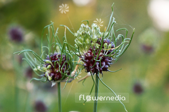 Allium vineale 'Hair' - Crow garlic (102357)