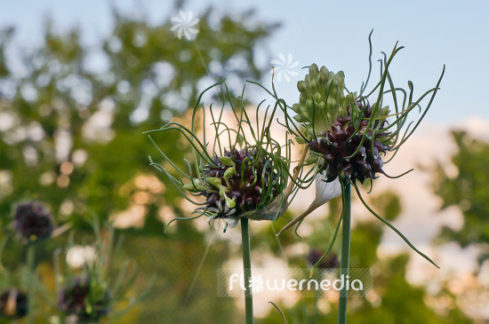 Allium vineale 'Hair' - Crow garlic (102358)