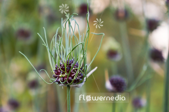 Allium vineale 'Hair' - Crow garlic (102359)