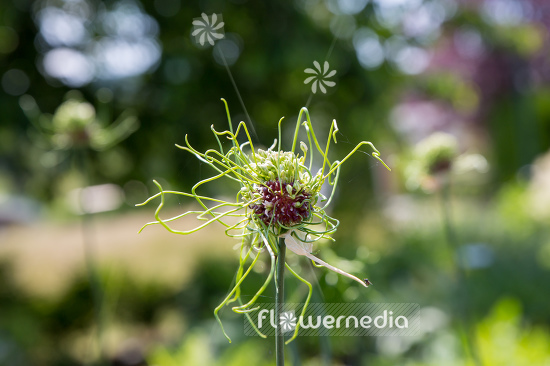 Allium vineale 'Hair' - Crow garlic (107261)