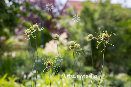 Allium vineale 'Hair' - Crow garlic (107262)