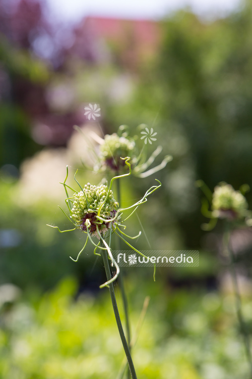 Allium vineale 'Hair' - Crow garlic (107263)