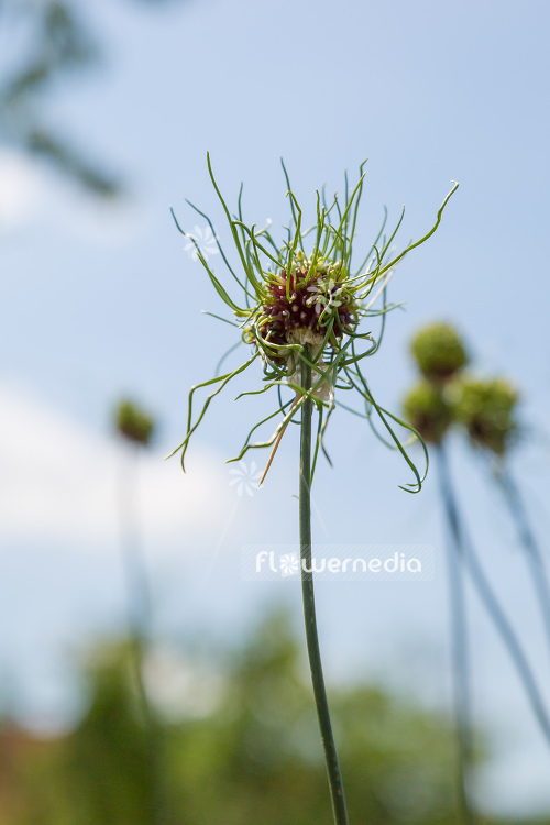 Allium vineale 'Hair' - Crow garlic (107264)