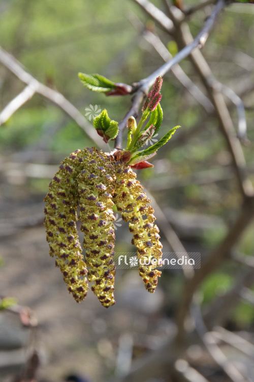 Alnus maximowiczii - Alder (102362)