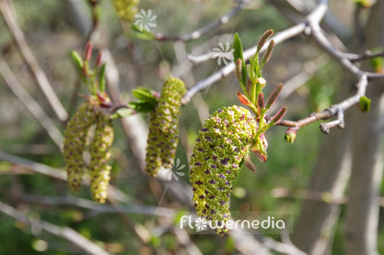Alnus maximowiczii - Alder (102363)