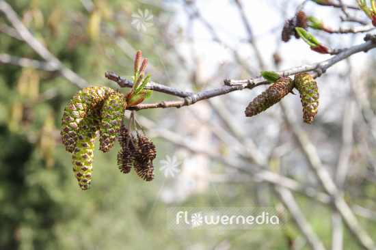 Alnus maximowiczii - Alder (102364)