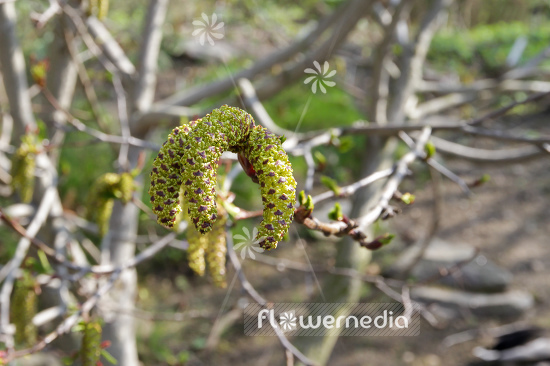 Alnus maximowiczii - Alder (108987)