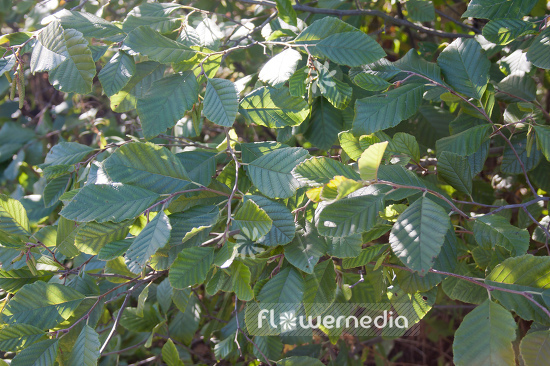 Alnus serrulata - Hazel Alder (108988)