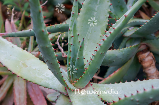 Aloe ferox - Cape Aloe (108989)