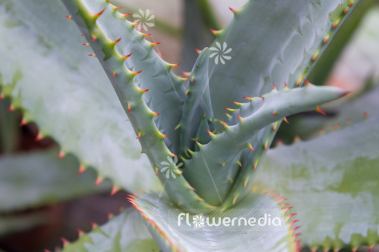 Aloe ferox - Cape Aloe (108990)