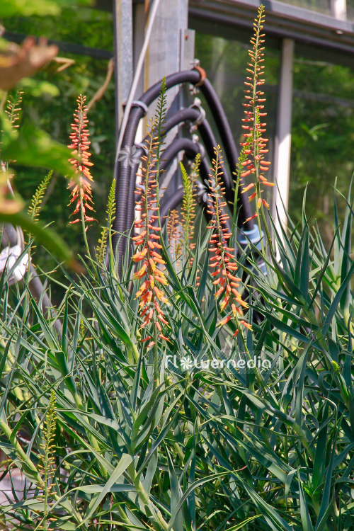 Aloe striatula - Aloe (108992)