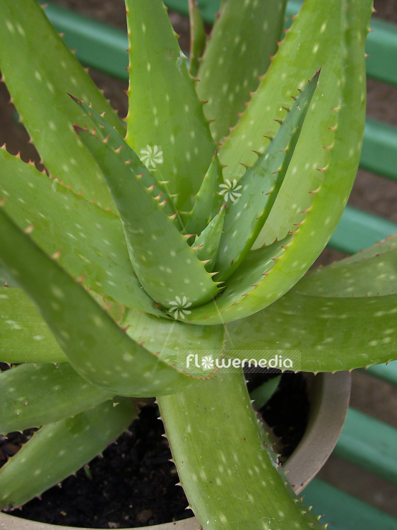 Aloe vera - True aloe (100183)