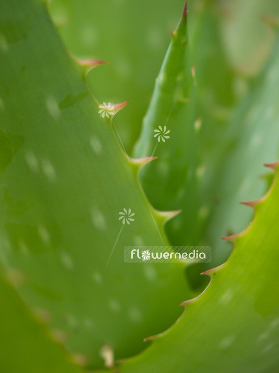 Aloe vera - True aloe (100184)