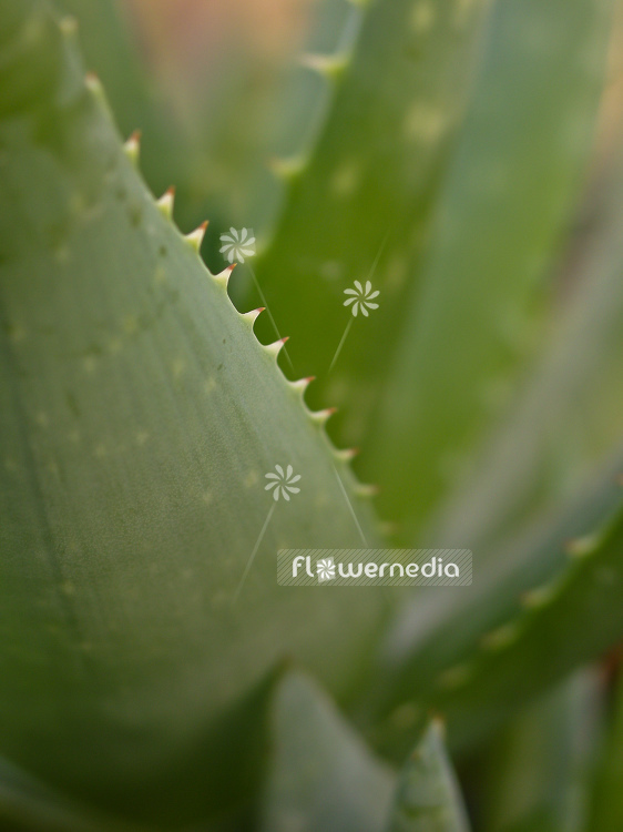 Aloe vera - True aloe (100185)