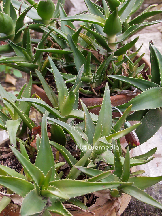 Aloe vera - True aloe (100186)