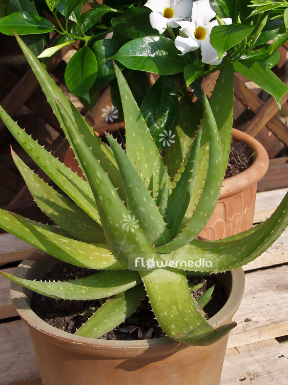 Aloe vera - True aloe (100187)