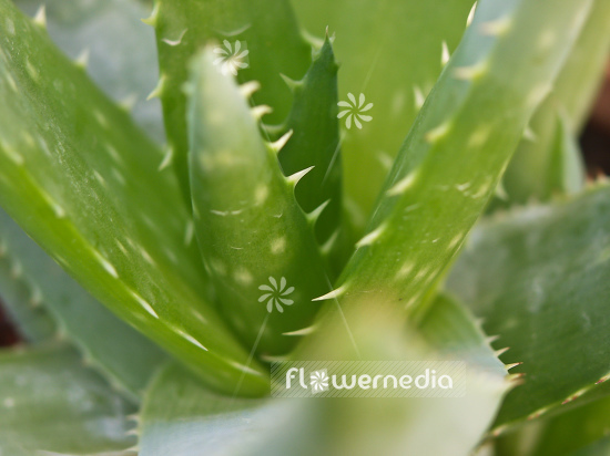 Aloe vera - True aloe (100188)