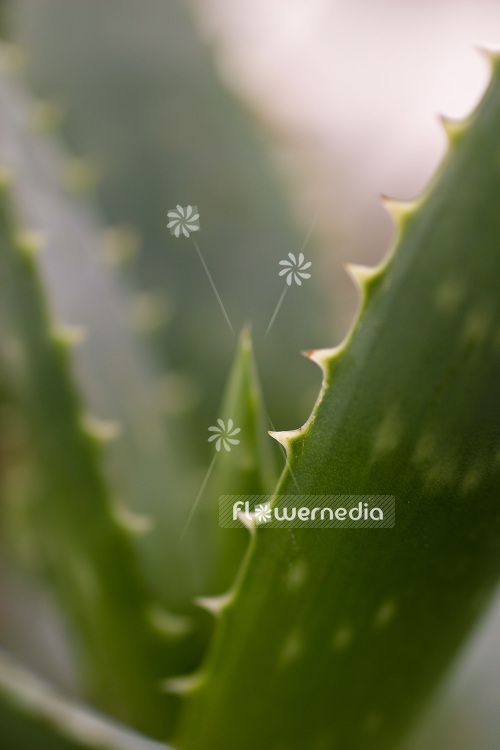 Aloe vera - True aloe (102369)