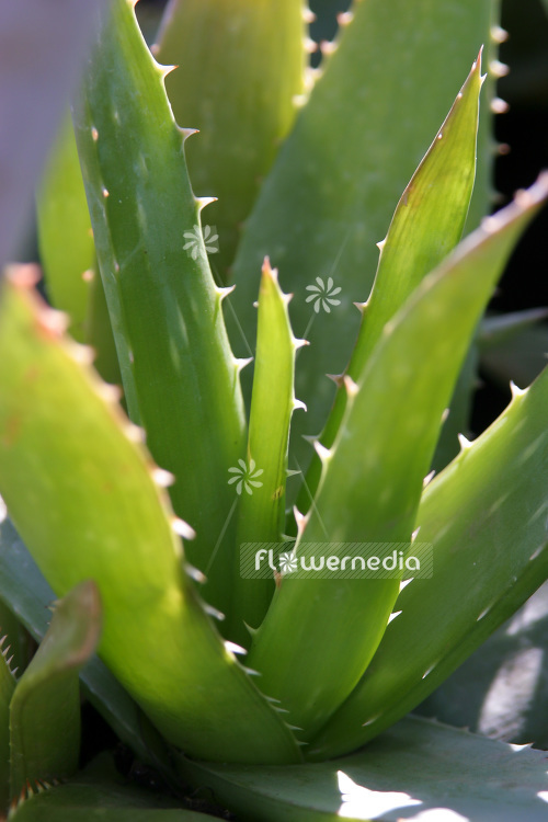 Aloe vera - True aloe (102371)