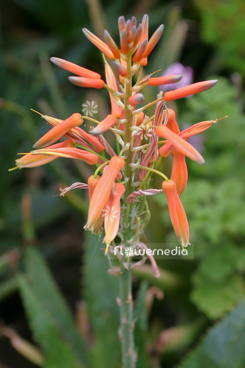 Aloe vera - True aloe (102372)