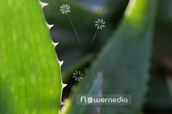 Aloe vera - True aloe (102373)