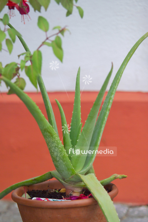 Aloe vera - True aloe (108993)