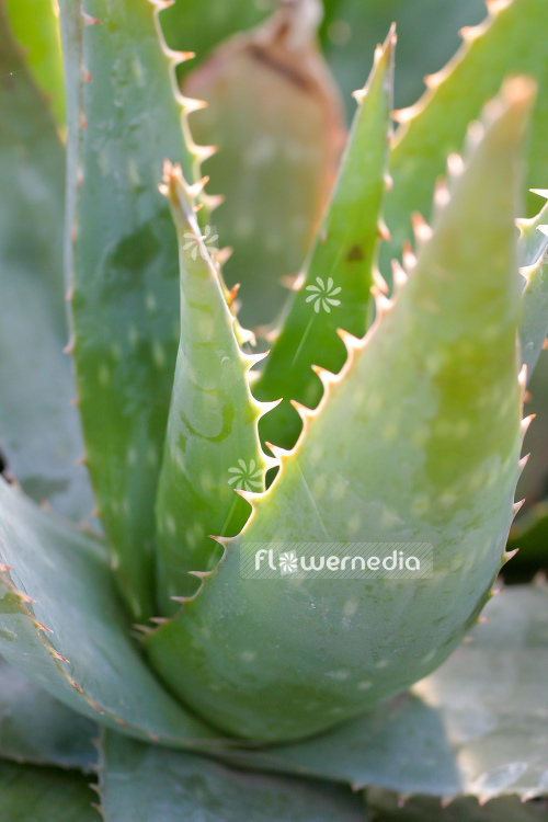 Aloe vera - True aloe (108994)