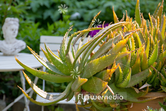 Aloe vera - True aloe (108995)