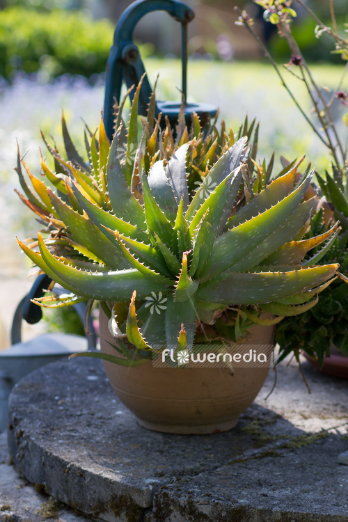 Aloe vera - True aloe (108996)