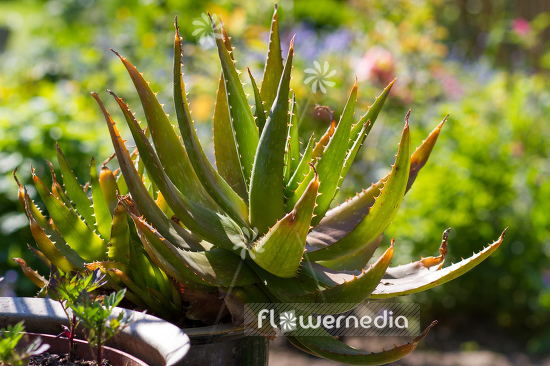 Aloe vera - True aloe (108997)