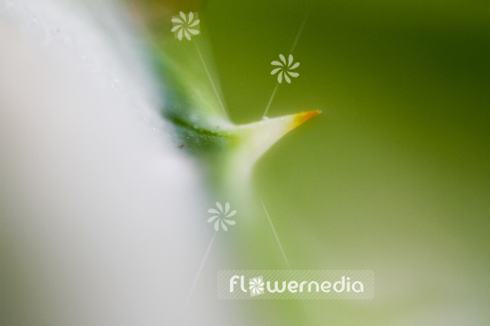 Aloe vera - True aloe (108999)