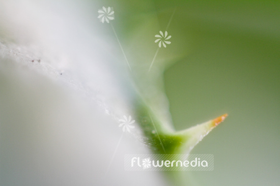 Aloe vera - True aloe (109000)