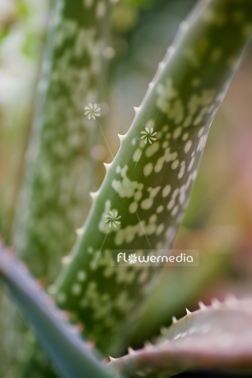 Aloe vera - True aloe (109001)