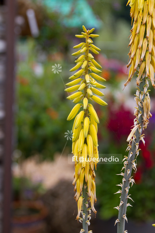 Aloe vera - True aloe (109002)