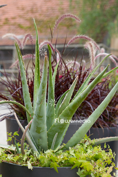 Aloe vera - True aloe (109004)