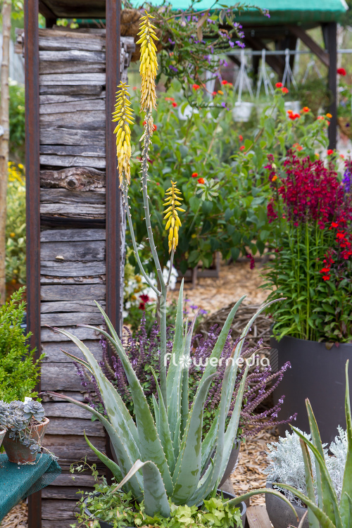 Aloe vera - True aloe (109507)