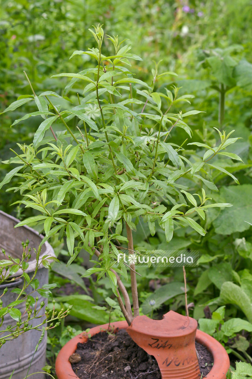 Aloysia citriodora - Lemon verbena (102375)