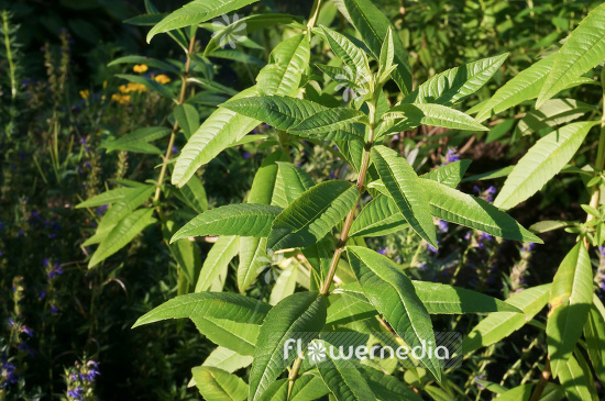 Aloysia citriodora - Lemon verbena (102377)