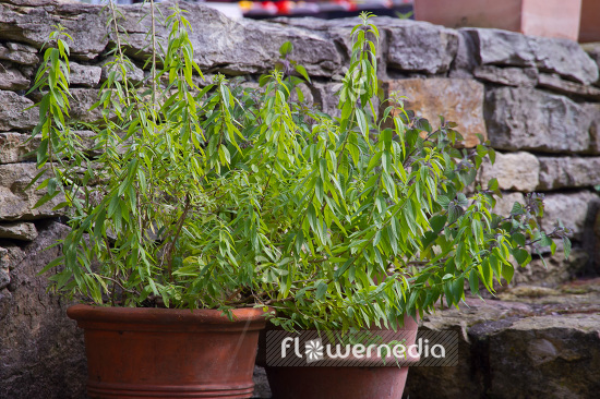Aloysia citriodora - Lemon verbena (102378)