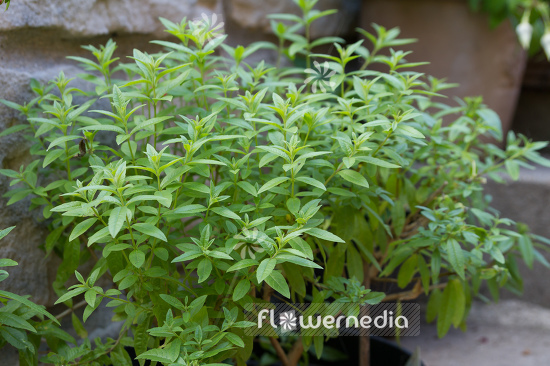 Aloysia citriodora - Lemon verbena (107730)