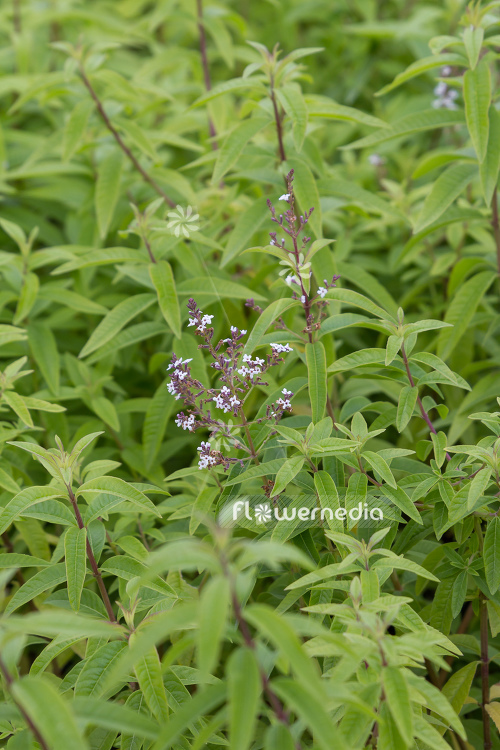 Aloysia citriodora - Lemon verbena (107731)