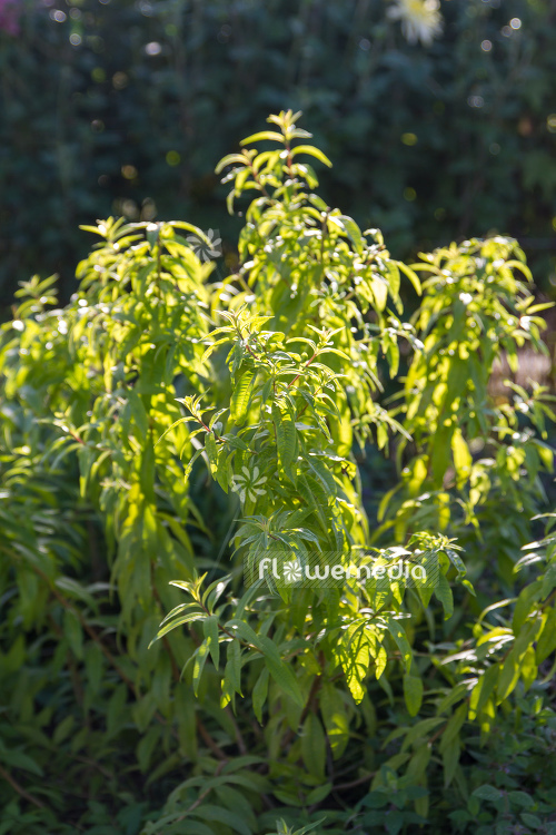 Aloysia citriodora - Lemon verbena (107733)