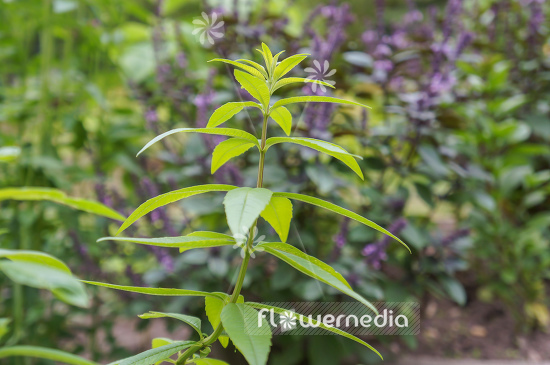 Aloysia citriodora - Lemon verbena (107734)