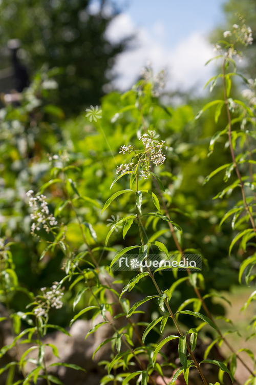 Aloysia citriodora - Lemon verbena (108185)