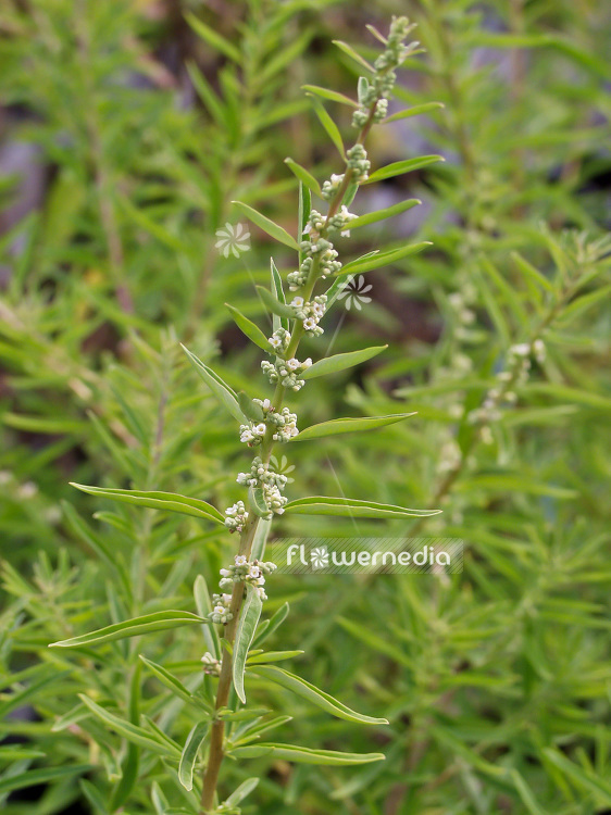 Aloysia polystacha - Mint verbena (102073)