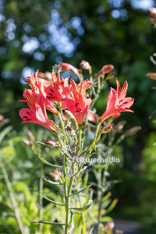 Alstroemeria ligtu - St Martin's flower (112020)