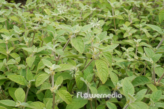 Alternanthera axillaris - Joyweed (112148)